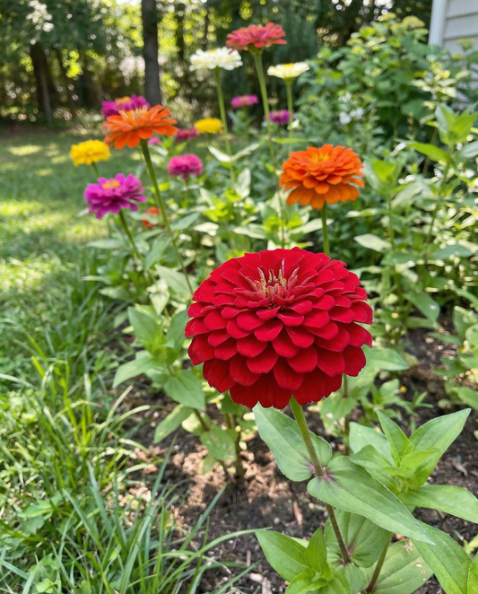 Nasiona kwiatów jednorocznych – mieszanka dalii kwiatowej (Zinnia elegans) od SeedsChoice