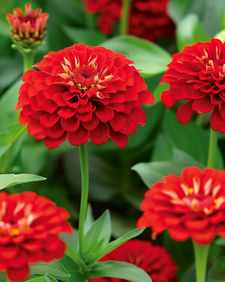 Nasiona Scarlet Flame (Zinnia elegans) – roślina jednoroczna