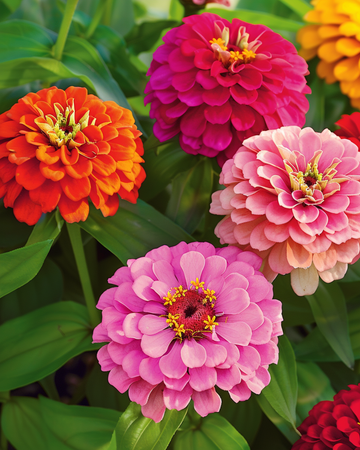 Nasiona Giants Of California Mixed (Zinnia elegans) – mieszanka jednoroczna
