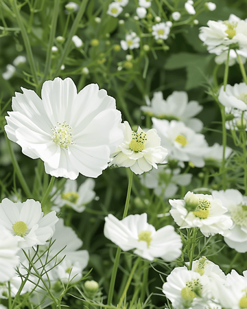 Nasiona mieszanki White Summer Mix Blend – kwiat jednoroczny