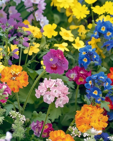 Nasiona mieszanki For Bees Low Growing Mix – jednoroczny kwiat