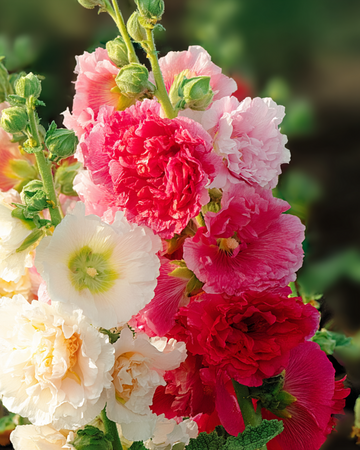 Nasiona malwy Chater Double Mixed (Alcea rosea) – dwuletni miks