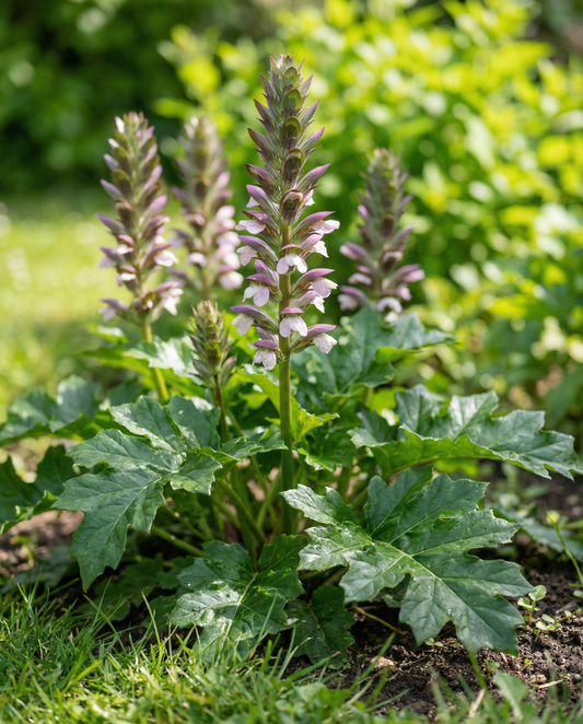 Liść niedźwiedzi (Acanthus mollis) – nasiona roślin wieloletnich od SeedsChoice