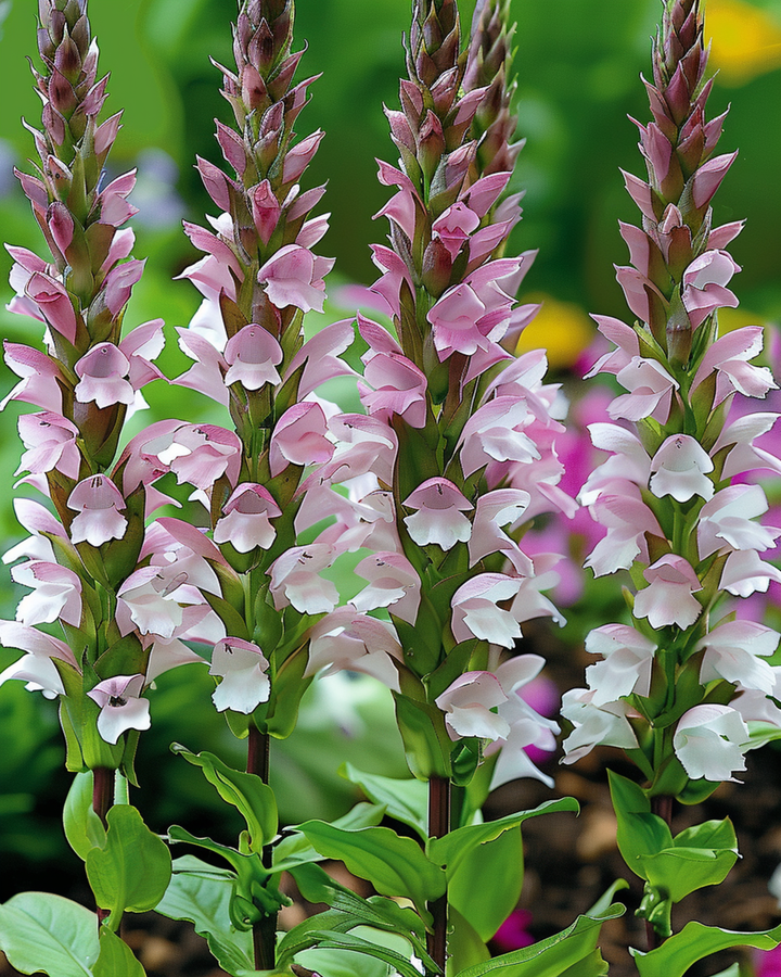 Nasiona liścia niedźwiedziej łapy (Acanthus mollis) – kwiat wieloletni