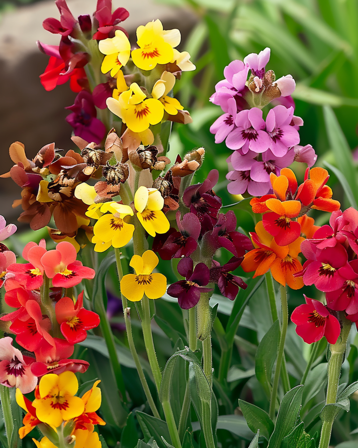 Nasiona laka wonnego Fair Lady (Erysimum cheiri) – kwiat dwuletni