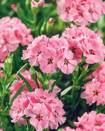 Sweet William Pink Beauty seeds (Dianthus barbatus) – biennial flower