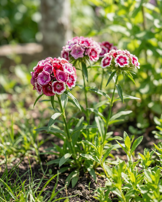 Nasiona goździka brodatego o podwójnych kwiatach w mieszance (Dianthus barbatus) – dwuletni kwiat od SeedsChoice
