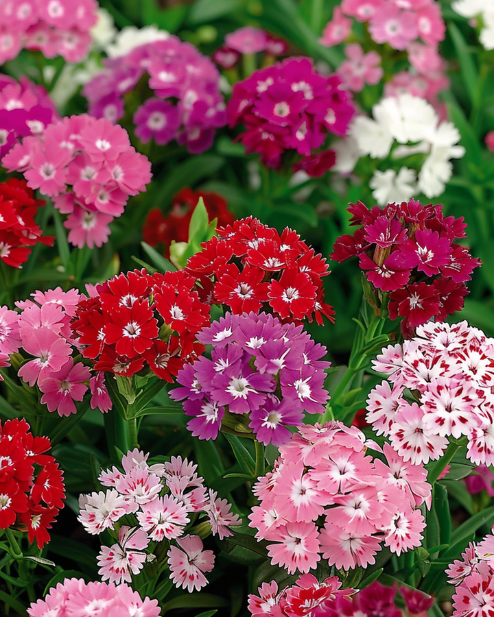 Nasiona goździka brodatego o podwójnych kwiatach w mieszance (Dianthus barbatus) – dwuletni kwiat