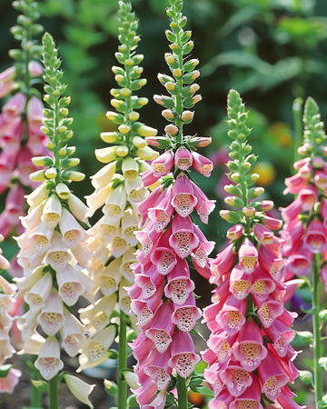 Mixed Colors Ornamental seeds (Digitalis purpurea) – biennial flower