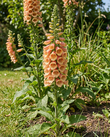 Peach F1 (Digitalis dalmatian) – nasiona roślin dwuletnich od SeedsChoice