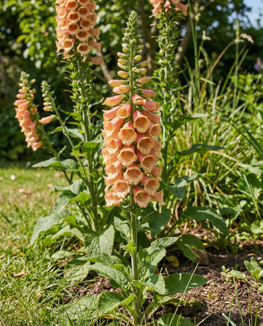 Peach F1 (Digitalis dalmatian) – nasiona roślin dwuletnich od SeedsChoice