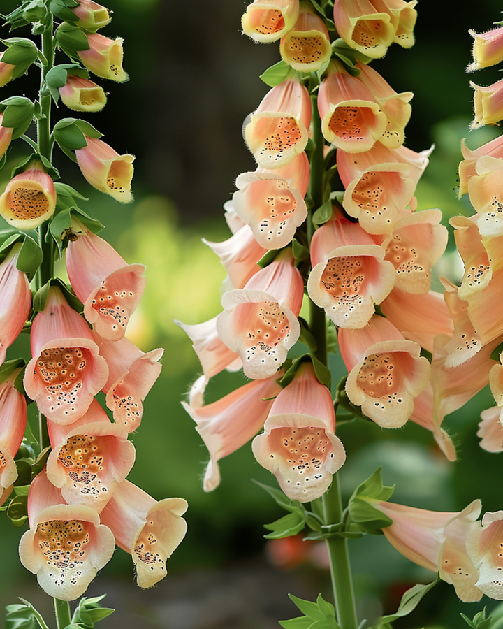 Nasiona Peach F1 (Digitalis dalmatian) – roślina dwuletnia