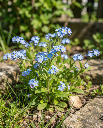 Niezapominajka niebieska (Myosotis alpestris) – nasiona kwiatów dwuletnich od SeedsChoice