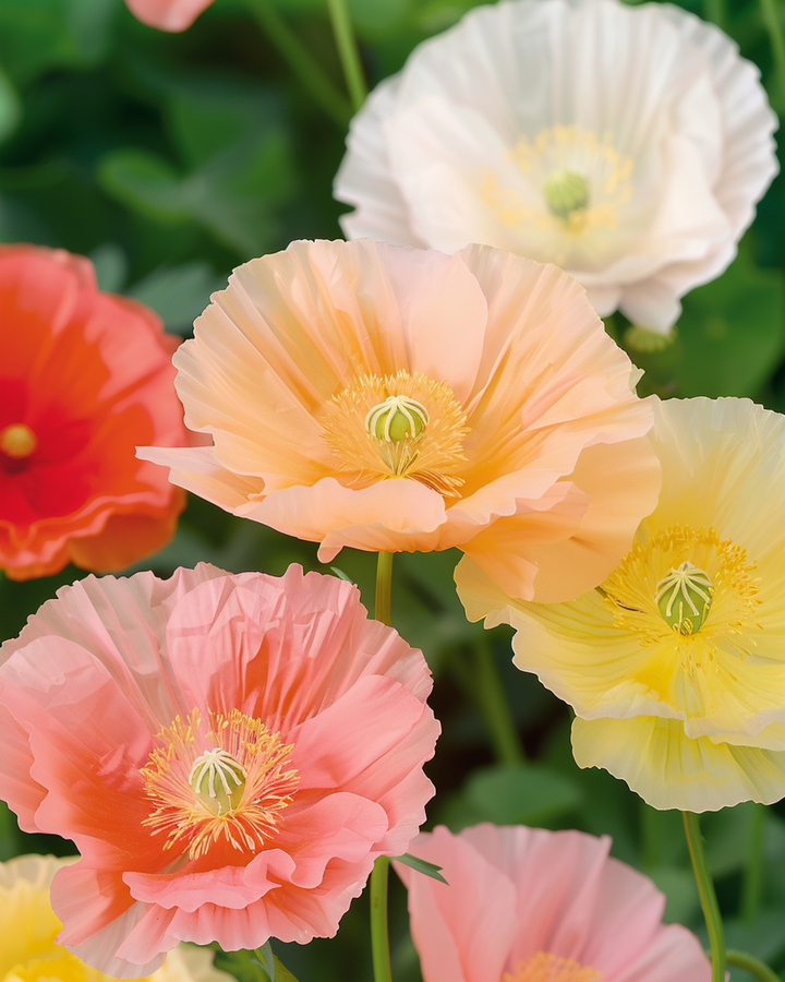 Nasiona Island Poppy Mixed Colours (Papaver nudicaule) – kwiat dwuletni