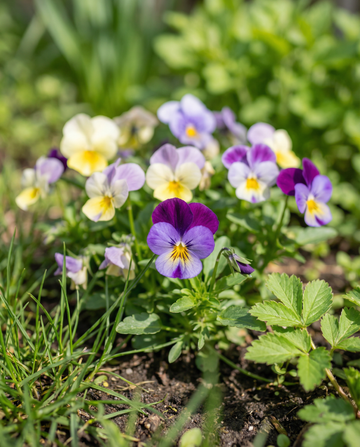 Bambini Mixed (Viola cornuta) – biennial flower seeds from SeedsChoice