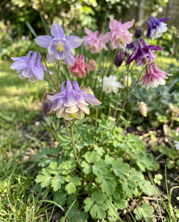 Orlik Mrs Scott Elliott (Aquilegia vulgaris) – nasiona bylinowe od SeedsChoice