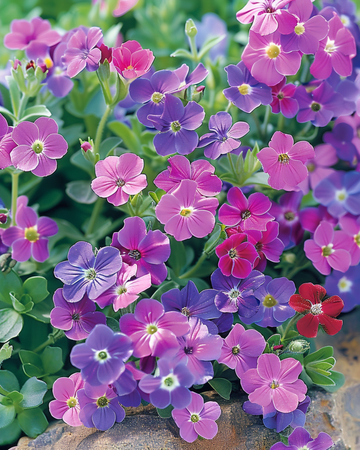 Nasiona Gęsiówka Mix (Aubrieta hybrida) – bylina