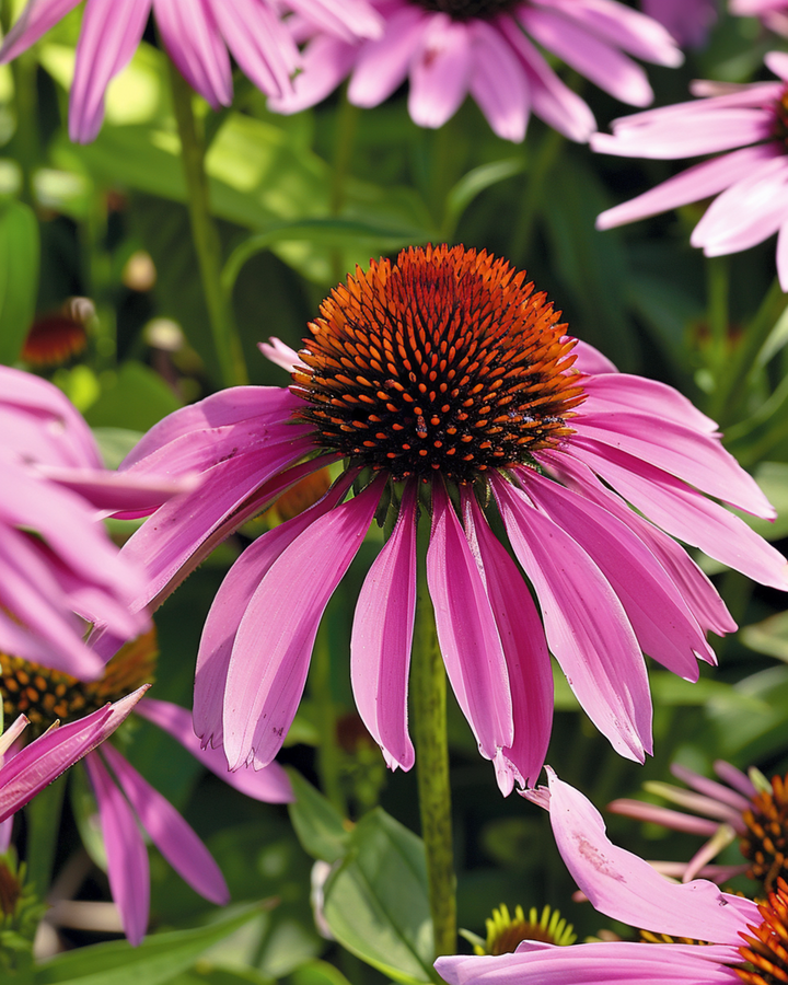 Nasiona jeżówki purpurowej (Echinacea purpurea) – kwiat bylinowy