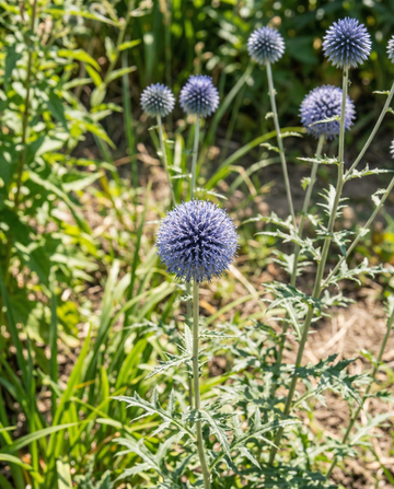 Globe Thistle Blue (Echinops ritro) – nasiona byliny od SeedsChoice