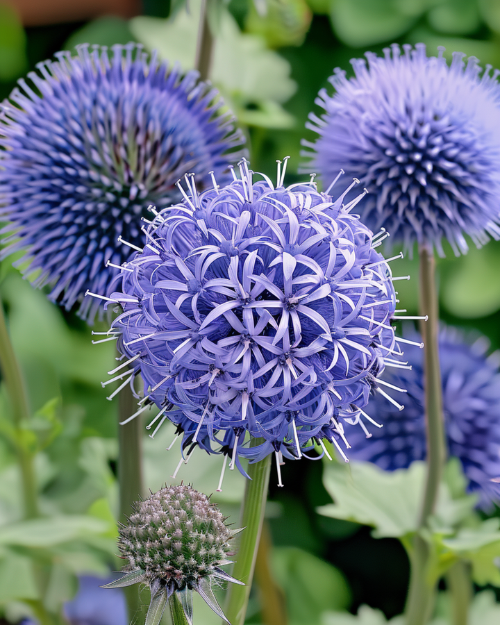 Nasiona Globe Thistle Blue (Echinops ritro) – bylina