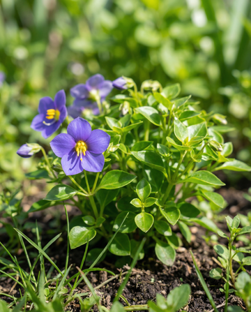Fiołek perski Midget Blue (Exacum affine) – jednoroczne nasiona kwiatów od SeedsChoice
