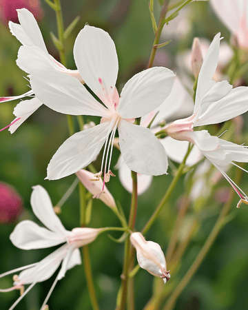 Nasiona Sparkle White (Gaura lindheimeri) – bylina kwiatowa