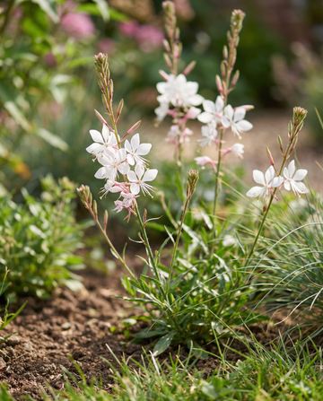 Sparkle White (Gaura lindheimeri) – nasiona bylinowego kwiatu od SeedsChoice