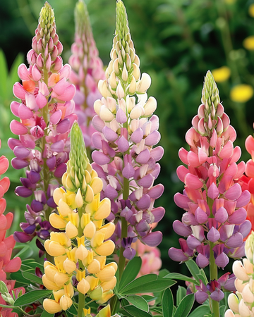 Nasiona łubinu Minarette (Lupinus polyphyllus) – wieloletni
