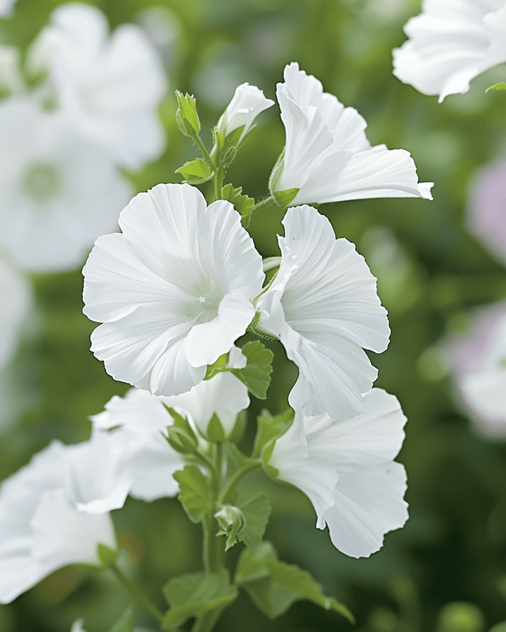 Musk Mallow Alba White seeds (Malva moschata) – perennial flower