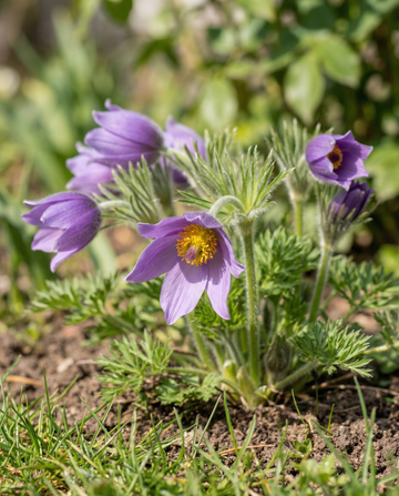 Sasanka zwyczajna (Pulsatilla vulgaris) – nasiona bylinowego kwiatu od SeedsChoice