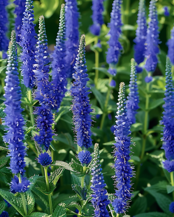 Nasiona przetacznika Blue Bouquet (Veronica spicata) – bylina ozdobna