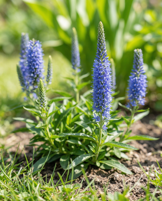 Przetacznik niebieski Bouquet (Veronica spicata) – nasiona byliny kwiatowej od SeedsChoice