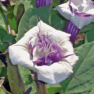 Mix Full Sun 40 Cm Height – nasiona kwiatów jednorocznych od SeedsChoice