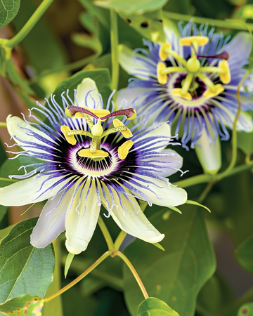 Nasiona męczennicy (Passiflora caerulea) – bylinowa pnącza