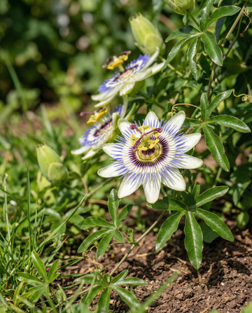 Pnąca męczennica (Passiflora caerulea) – nasiona wieloletniej pnącej rośliny od SeedsChoice