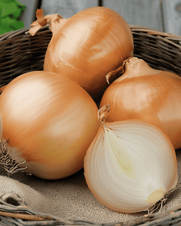 Nasiona cebuli Rijnsburger 5 (Allium cepa) – warzywo jednoroczne