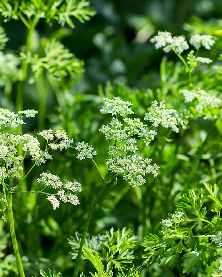 Nasiona anyżu (Pimpinella anisum) – zioło jednoroczne