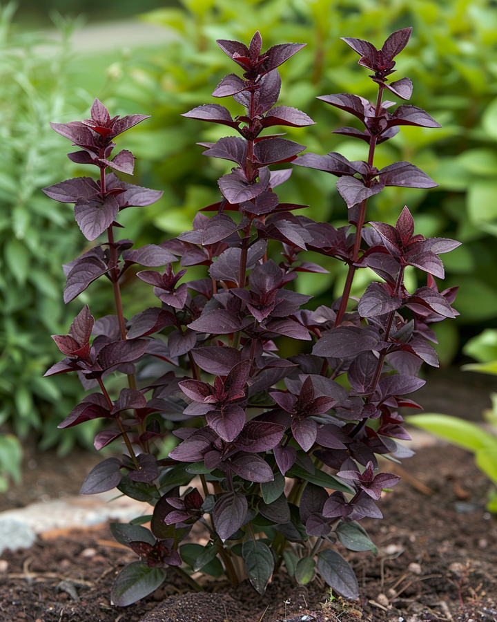 Basil Dark Opal seeds (Ocimum basilicum) – annual herb