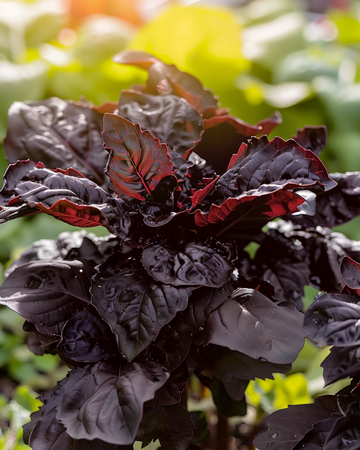 Nasiona bazylii pospolitej Red Lizzy (Ocimum basilicum) – jednoroczna
