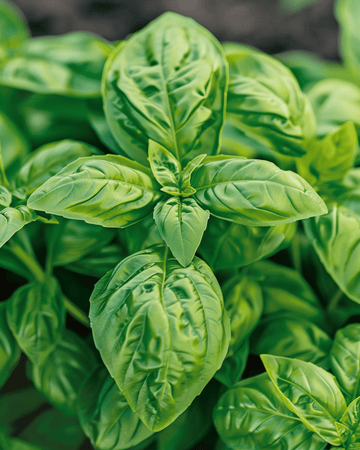 Nasiona bazylii pospolitej Large Leaved (Ocimum basilicum) – jednoroczna