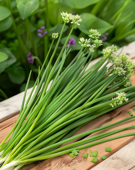 Garlic Chives Seeds Allium Tuberosum Perennial Herb