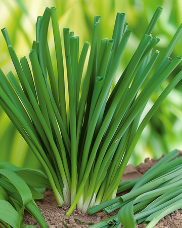 Nasiona cebuli walijskiej (Allium fistulosum) – wieloletnie zioło