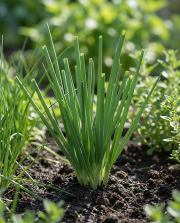 Cebula walijska (Allium fistulosum) – nasiona wieloletniego zioła od SeedsChoice