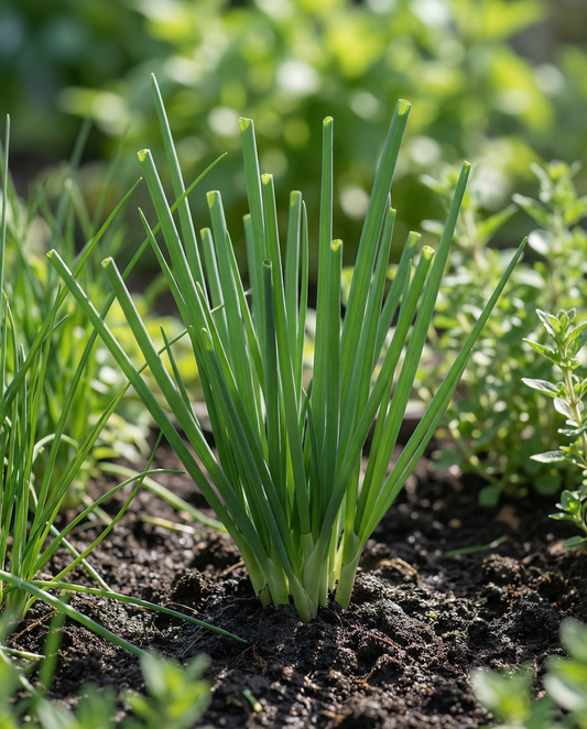Welsh Onion (Allium fistulosum) – perennial herb seeds from SeedsChoice