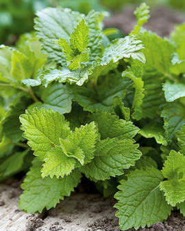 Lemon Balm Seeds Melissa Officinalis Perennial Herb