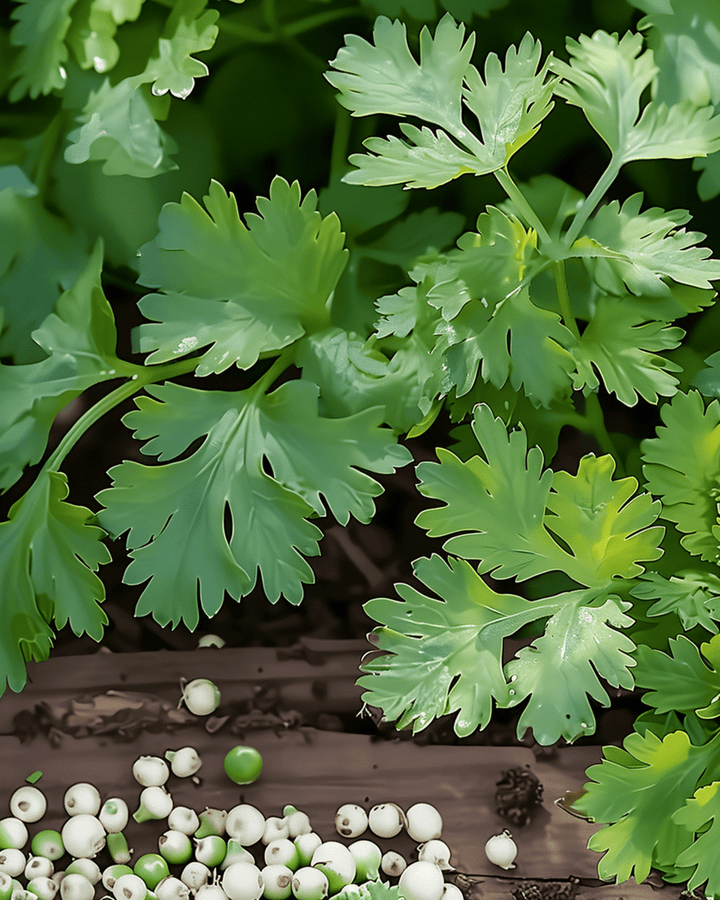 Lemon Coriander seeds (Coriandrum sativum) – annual herb