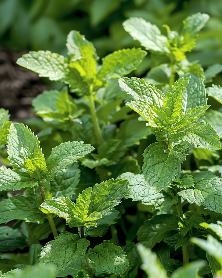 Nasiona mięty zielonej (Mentha spicata) – bylina ziołowa