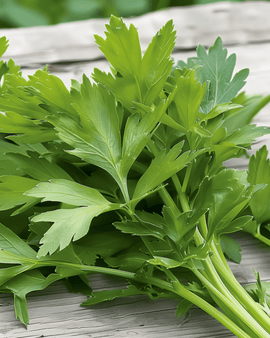 Lovage Seeds Levisticum Officinale Perennial Herb