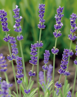 Common Lavender Seeds Lavandula Angustifolia Perennial Herb