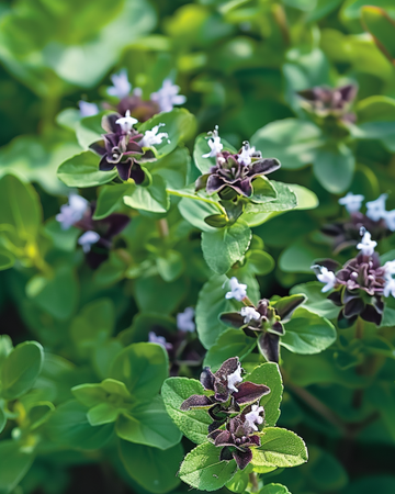 Nasiona oregano (Origanum vulgare) – zioło wieloletnie